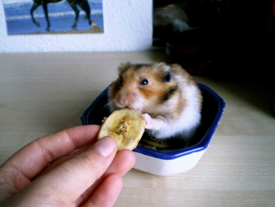 old hamster eating bananas