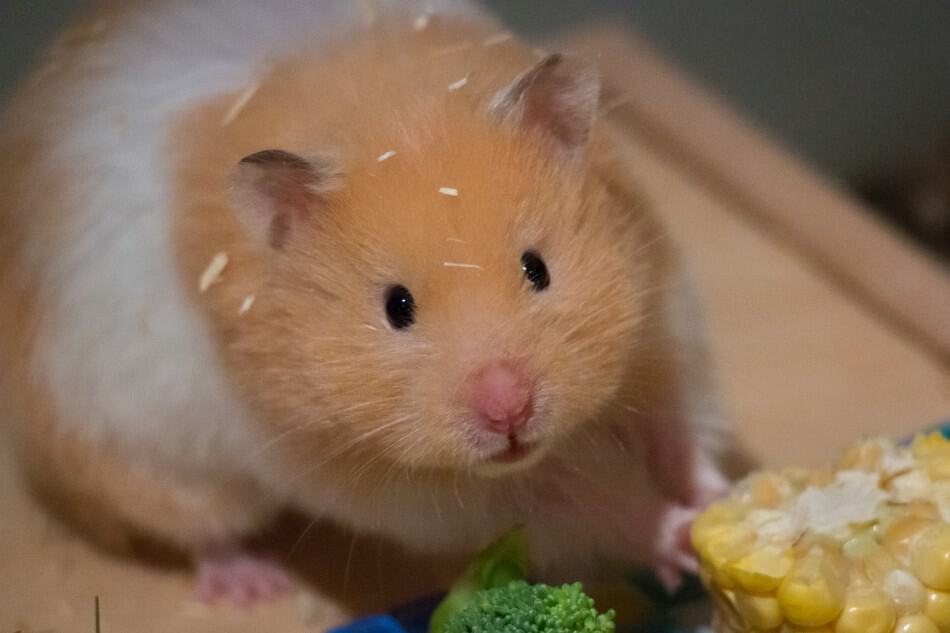 can dwarf hamsters eat bananas