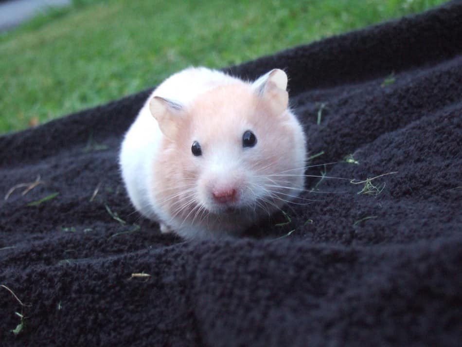 hamster on blue towel