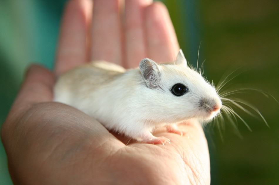 holding a pet mouse