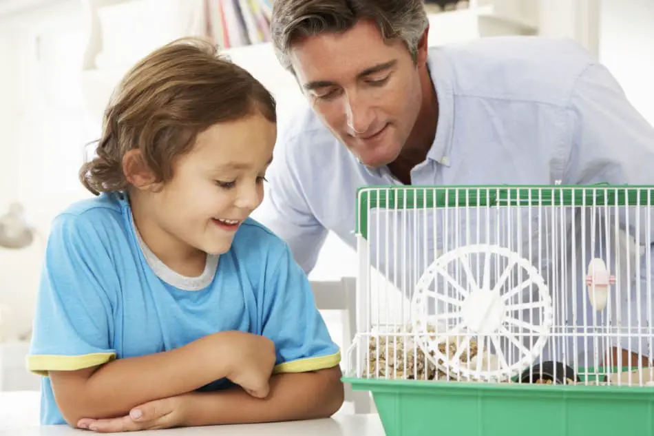 Father And Son Watching Pet Hamster