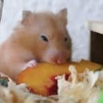 hamster eating a nectarin