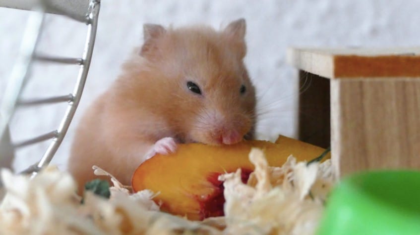 hamster eating a nectarin