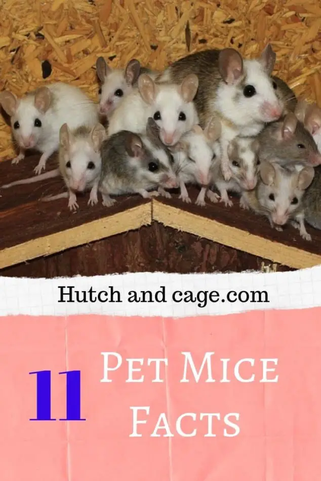 pet mice