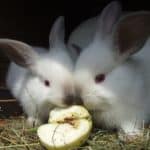 two rabbits eating an apple
