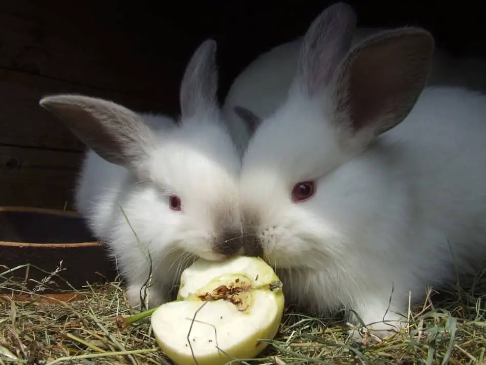 two rabbits eating an apple