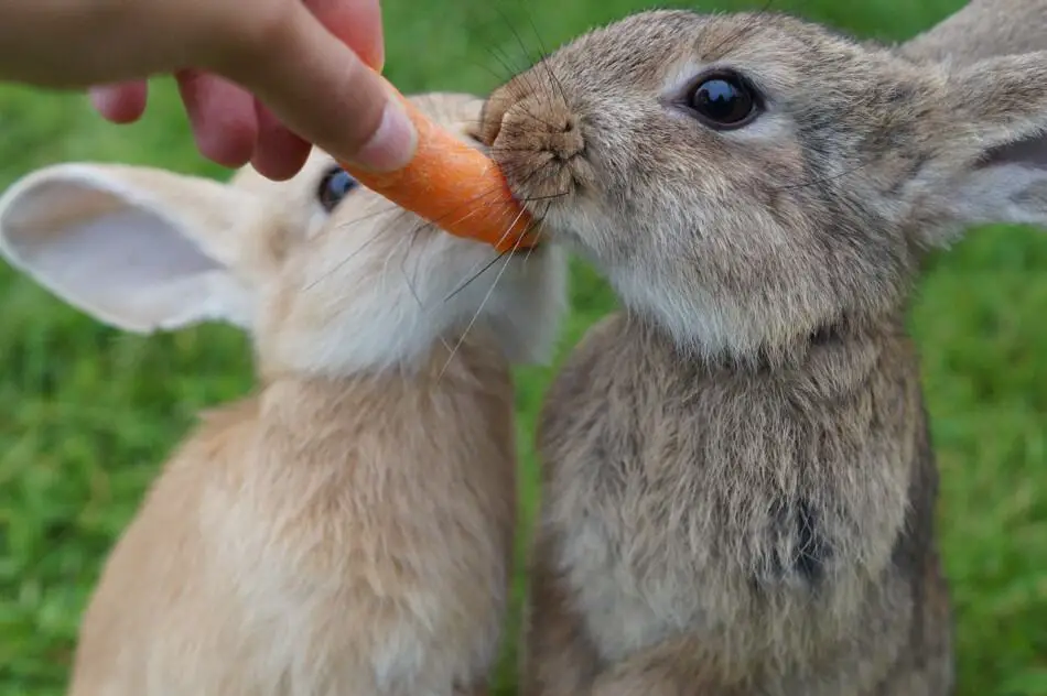 two rabbits eating carrots