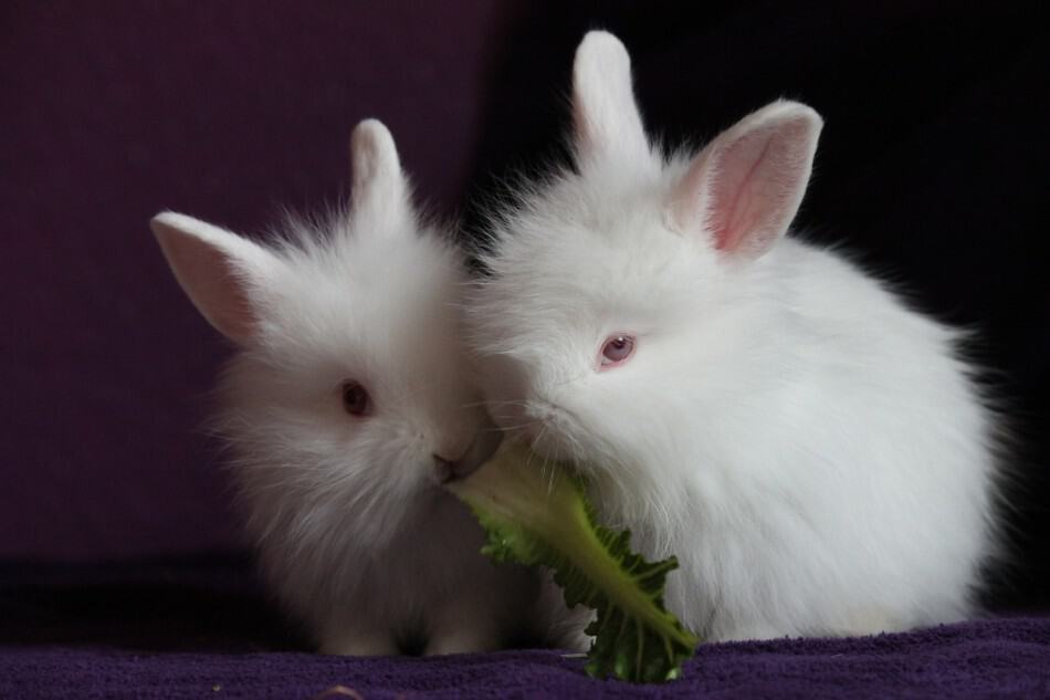 two white rabbits eating
