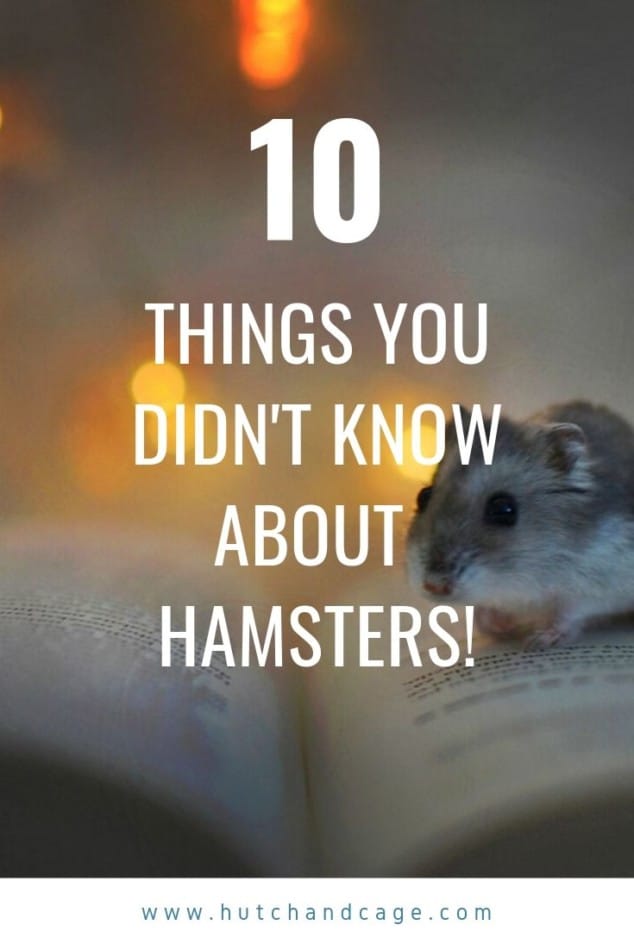 10 hamster facts