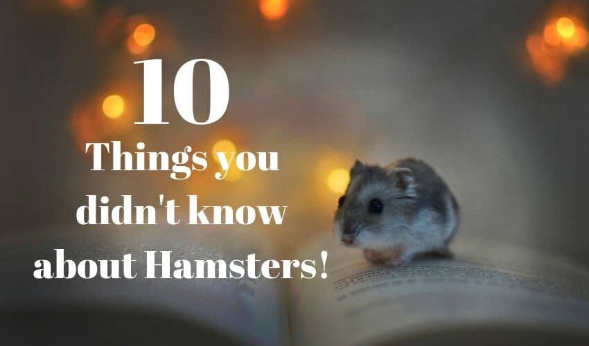 hamster on a book