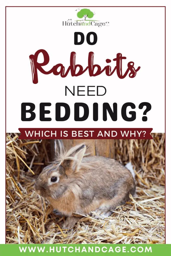 Do Rabbits Need Bedding