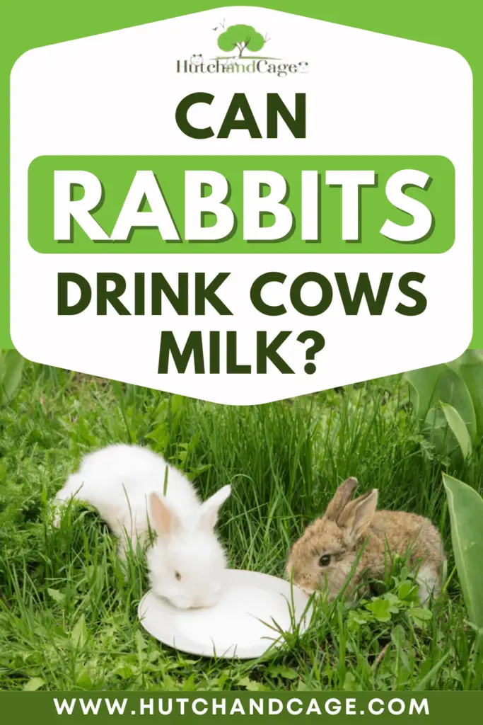 Can Rabbits Drink Cows Milk