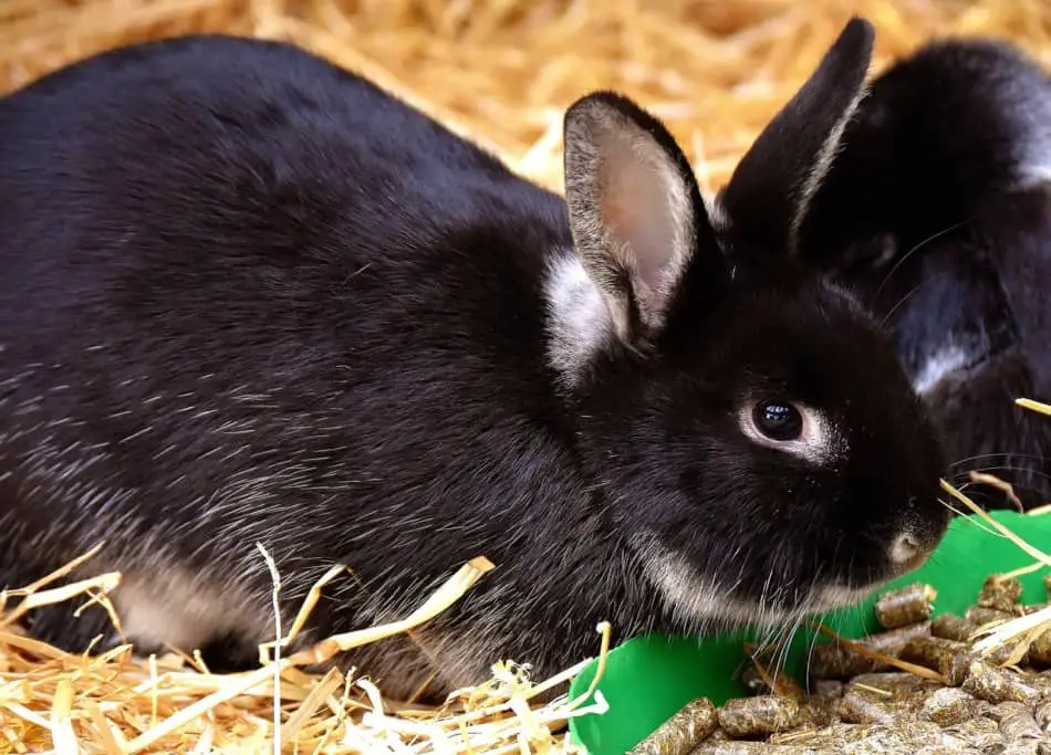 rabbit eating pellets