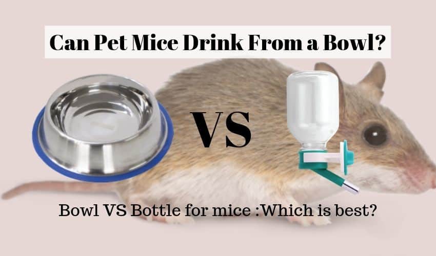 Can Mice Drink From A Bowl? Should They Use A Bottle