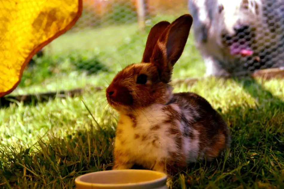 brown rabbit in a hutch