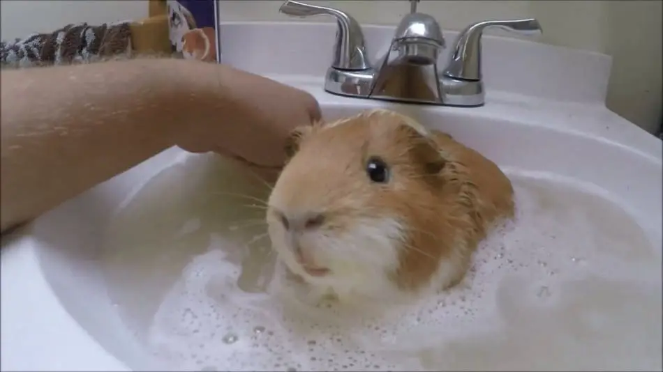 bathing a teddy guinea pig