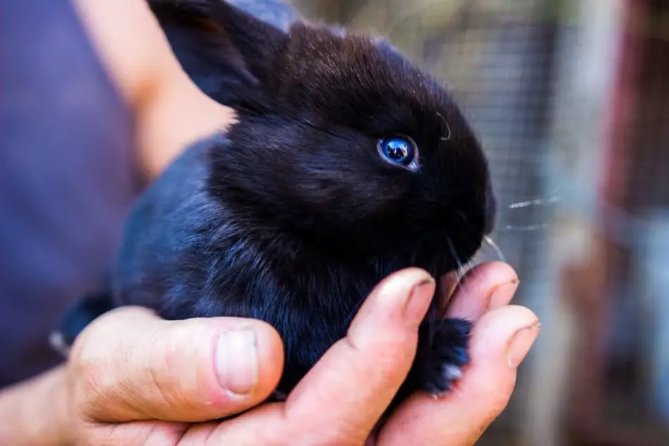 small black rabbit
