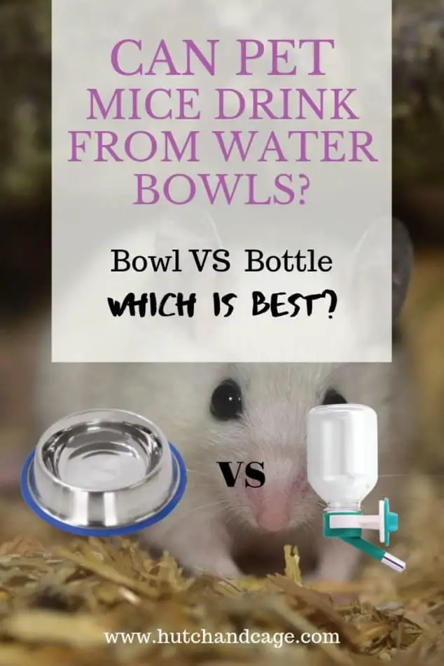 Can Mice Drink From A Bowl? Should They Use A Bottle 1