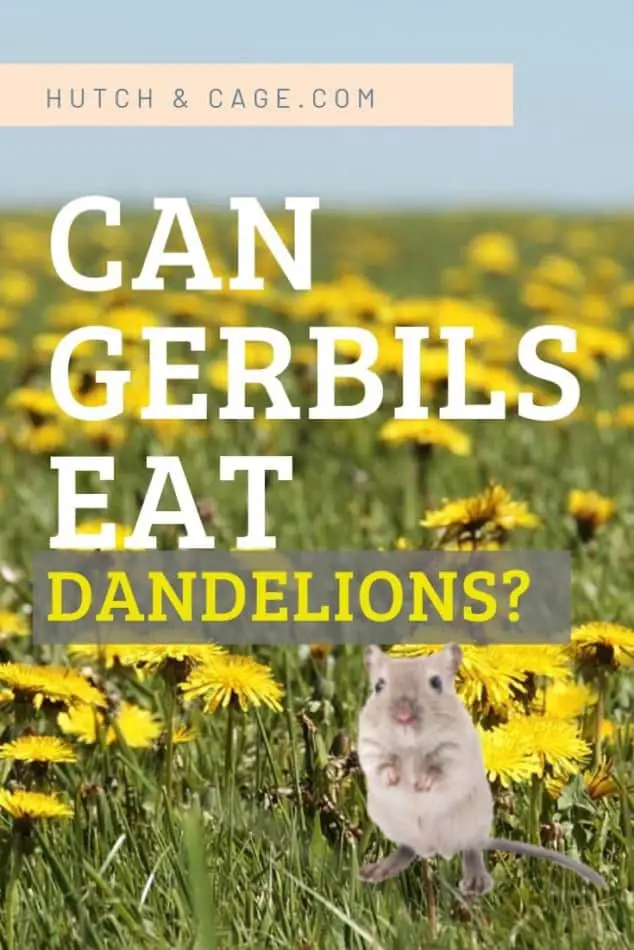 can gerbils eat dandelions