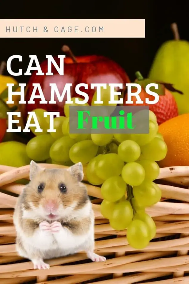 Can Hamsters Eat Fruit? (Which Ones To Avoid) 1