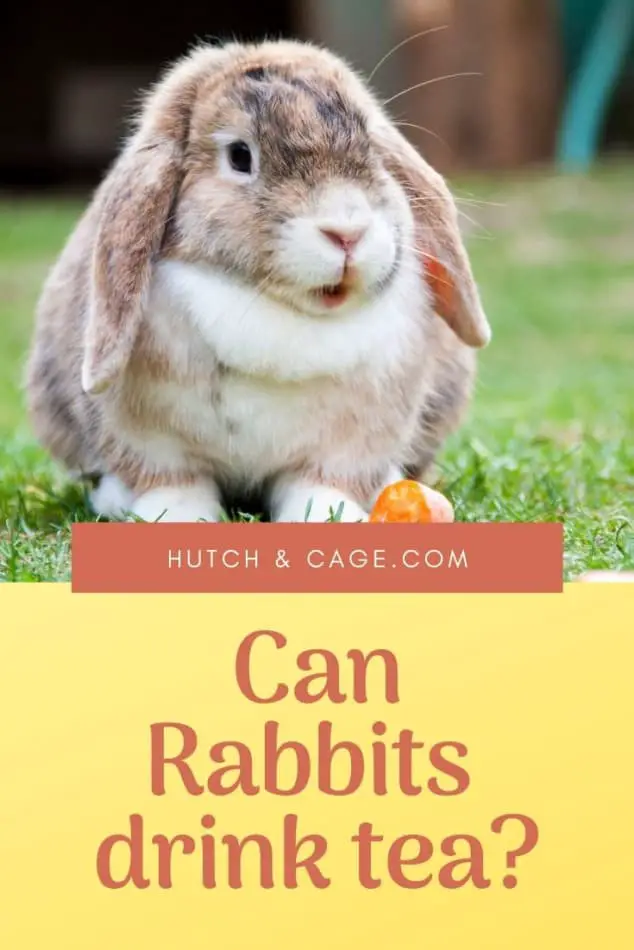 pinterest pin-can rabbits drink tea