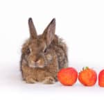 rabbit eating strawberries