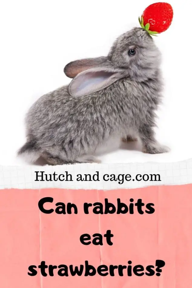 can rabbits eat strawberries