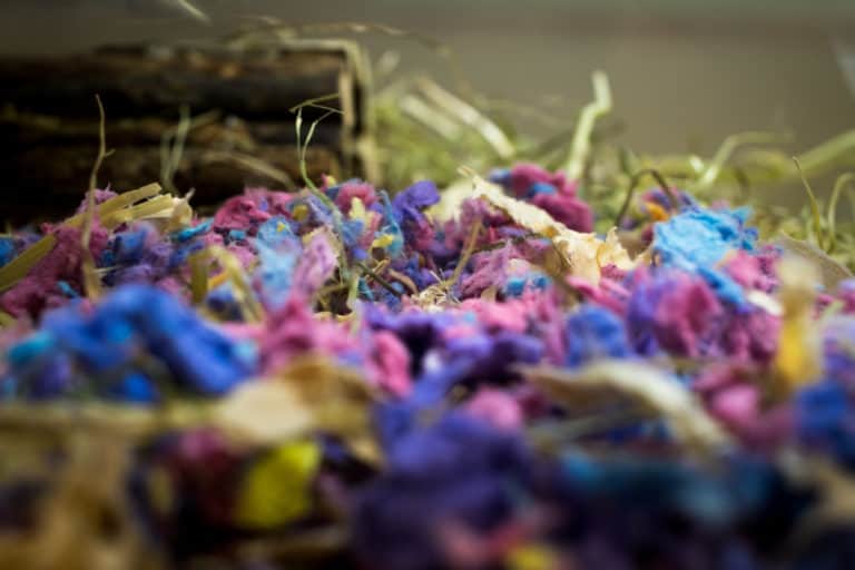 Can I Use Newspaper For Guinea Pig Bedding? Is it Safe To Use?