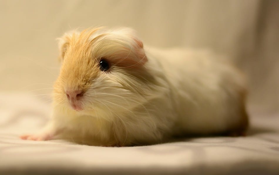 guinea pig