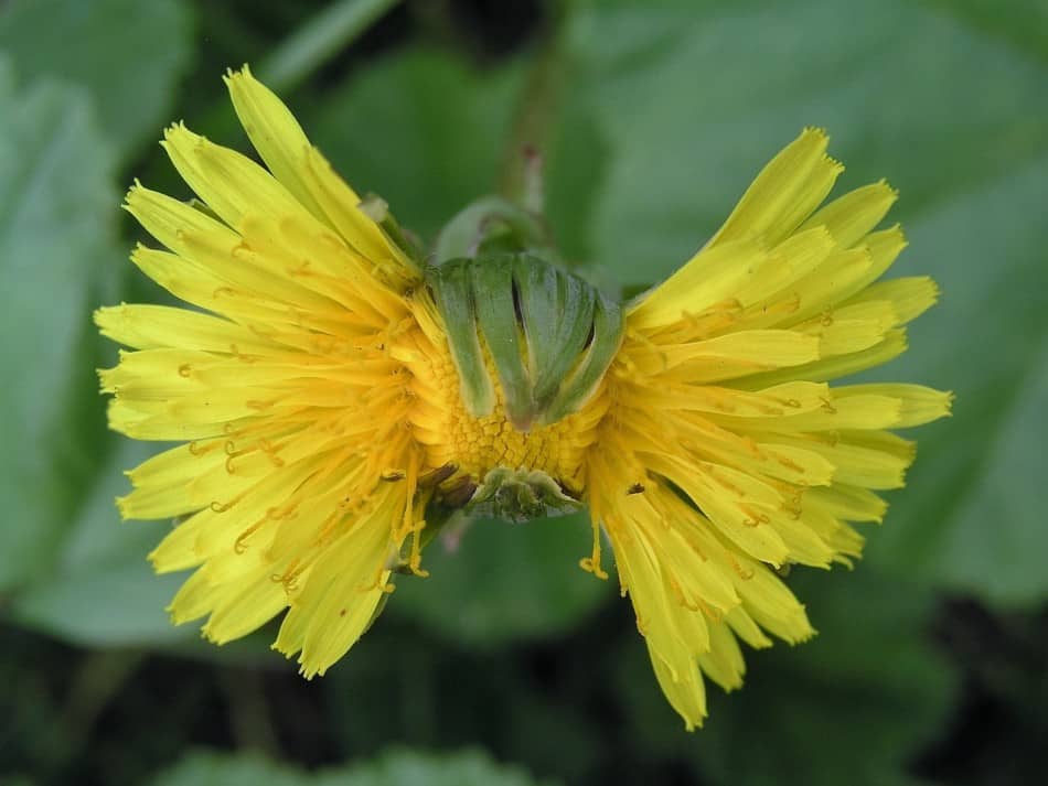 Dandelions 