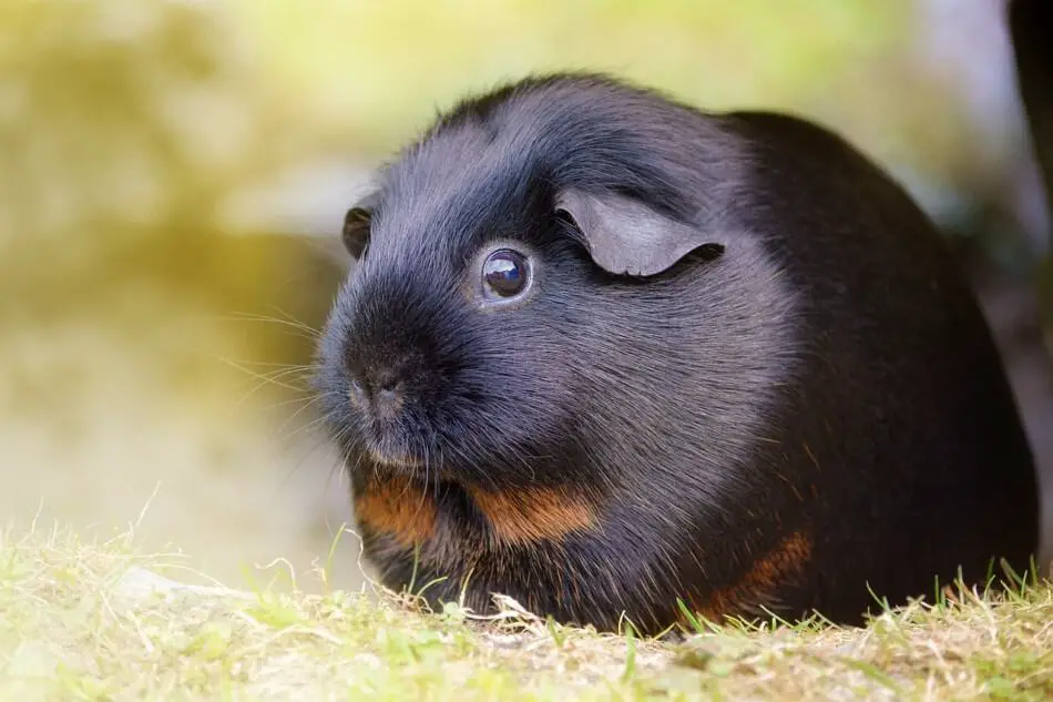 scared guinea pig