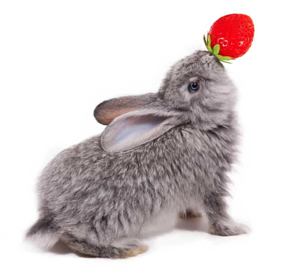 rabbit eating a strawberry