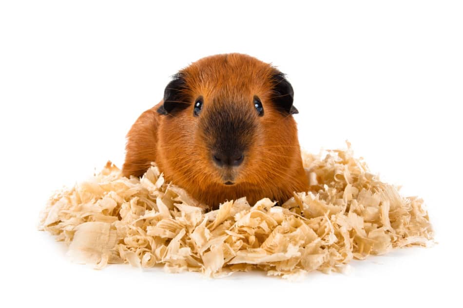 guinea pig sat on sawdust