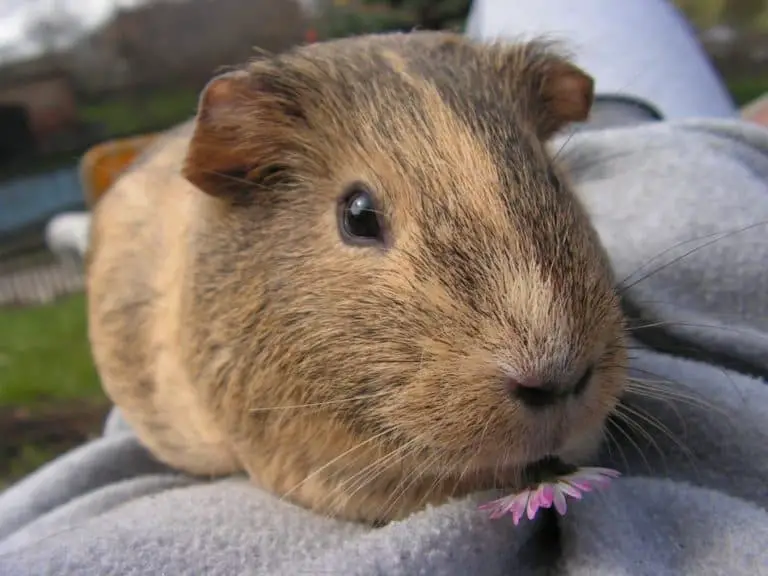 Scared Guinea Pig Behaviour | Signs That They're Scared