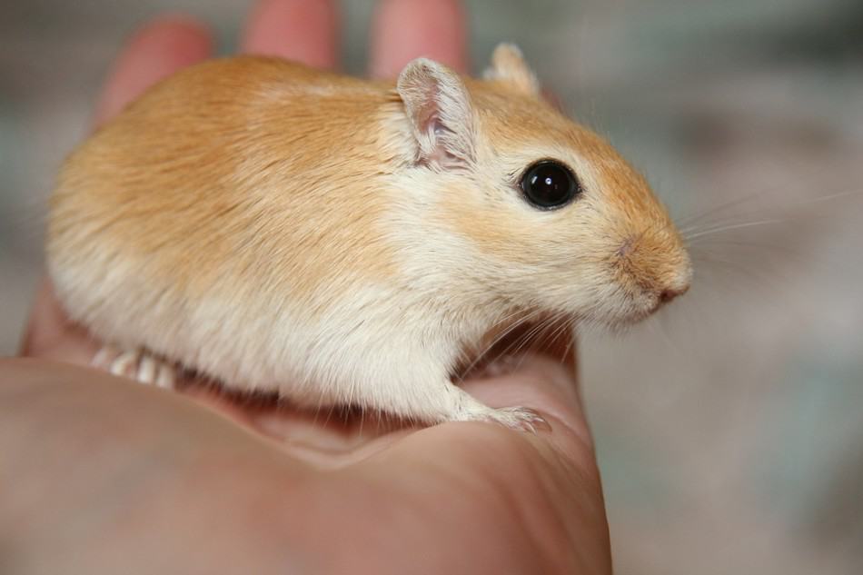 gerbil sitting on a hand