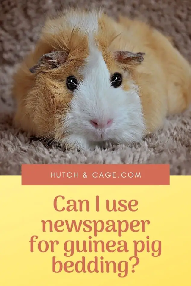 Can I Use Newspaper For Guinea Pig Bedding? Is it Safe To Use?