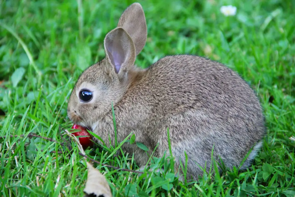 rabbit eating a cherry