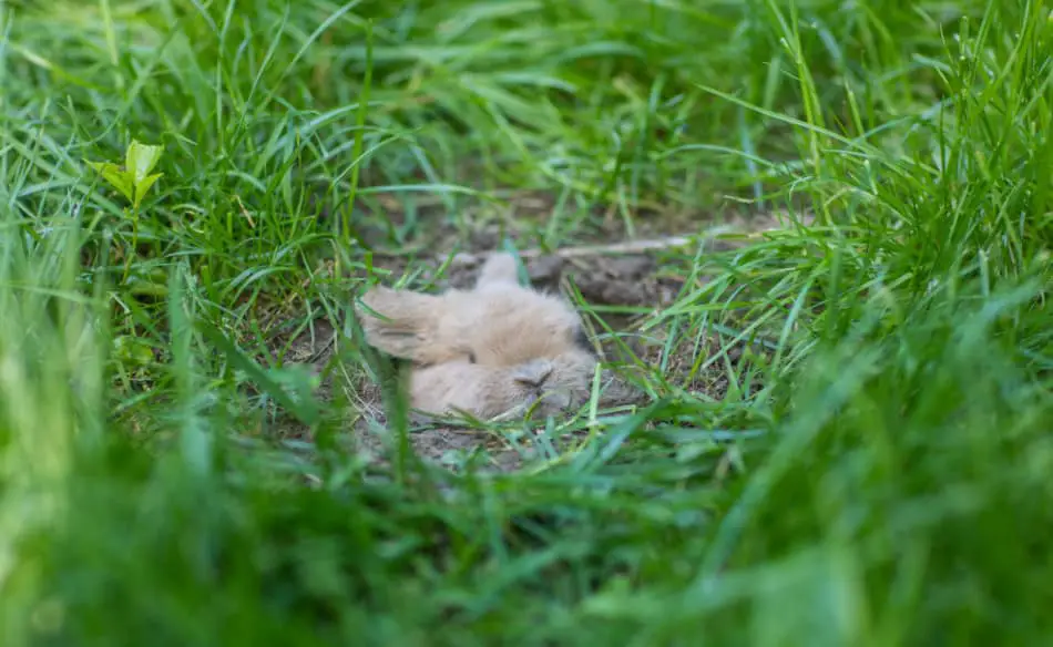 rabbit hiding in a hole