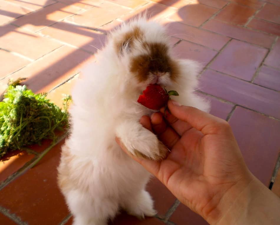 rabbit eating strawberries