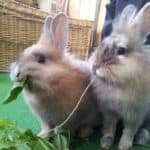 two rabbits eating spinach