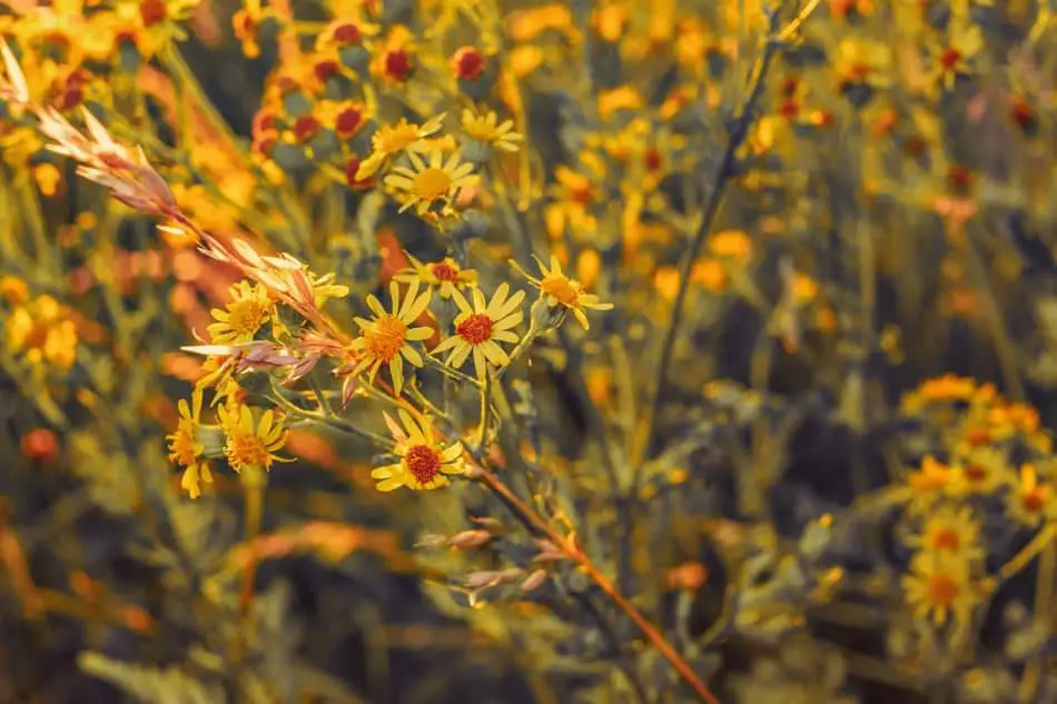 ragwort