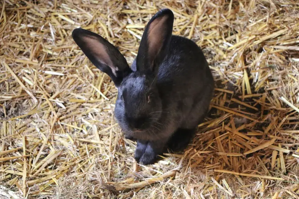 wood chips for rabbit cage