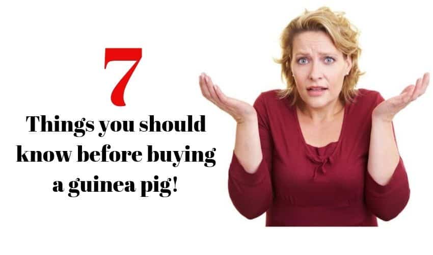 things to know before buying a guinea pig