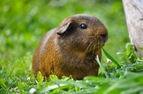 cute teddy guinea pig