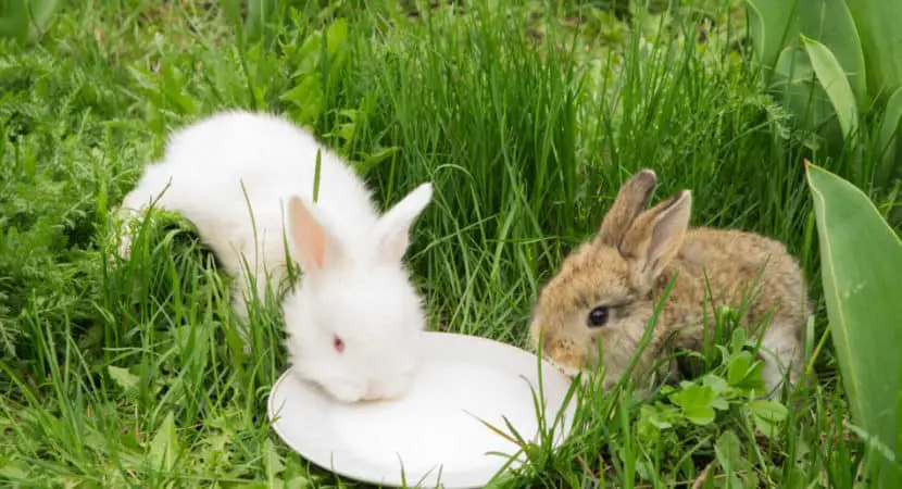 What Kind Of Milk Does Baby Rabbits Drink