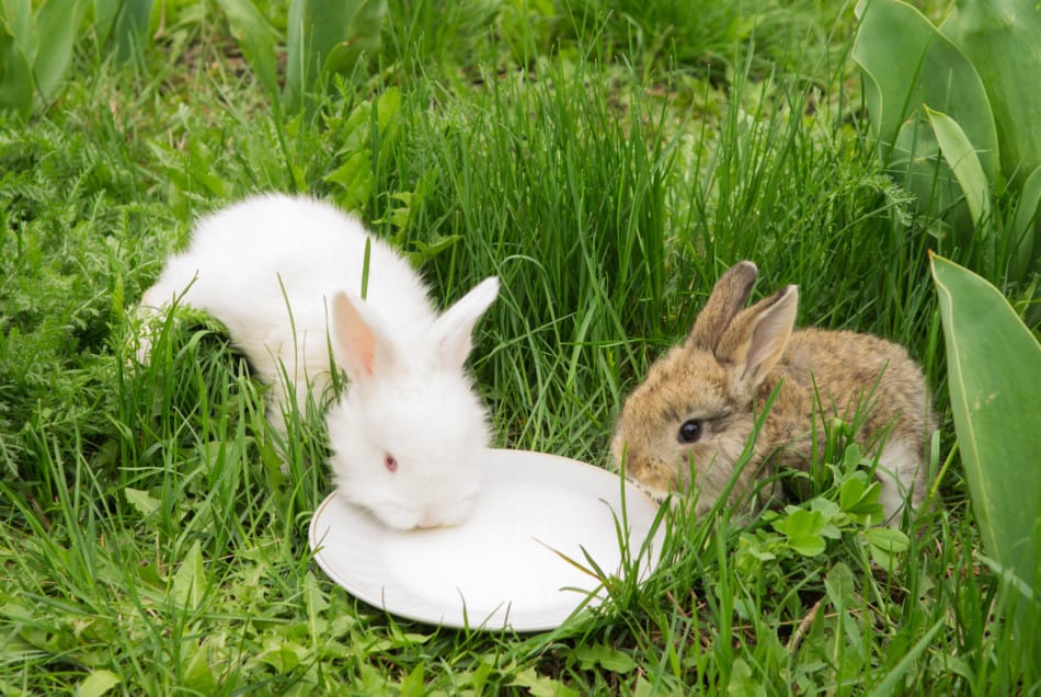 two rabbits drinking milk