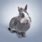 cute grey rabbit