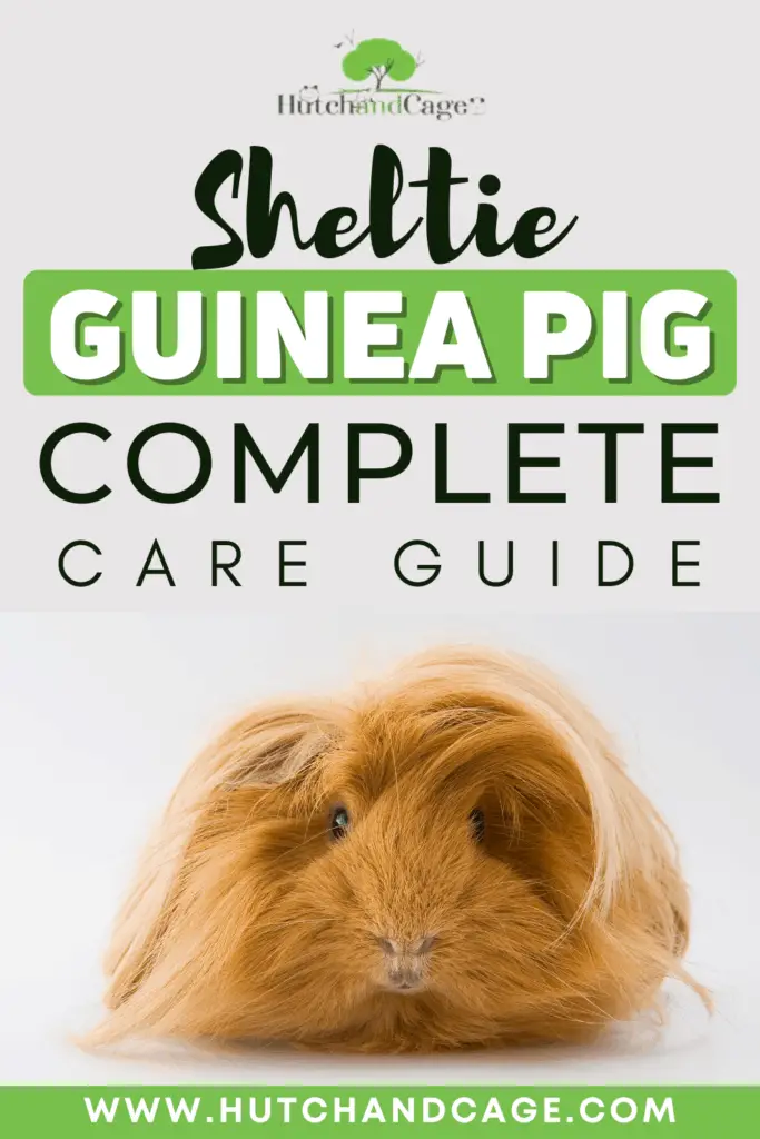 Sheltie Guinea Pigs Care Guide
