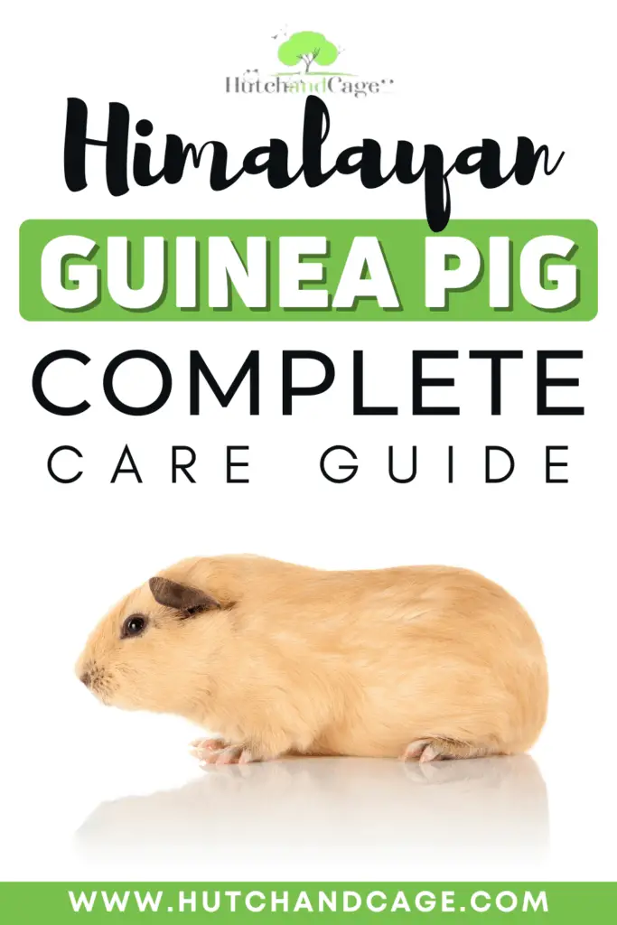 Himalayan Guinea Pig Care Guide