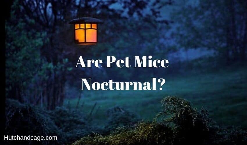 Are Pet Mice Nocturnal? Will they just sleep all day!